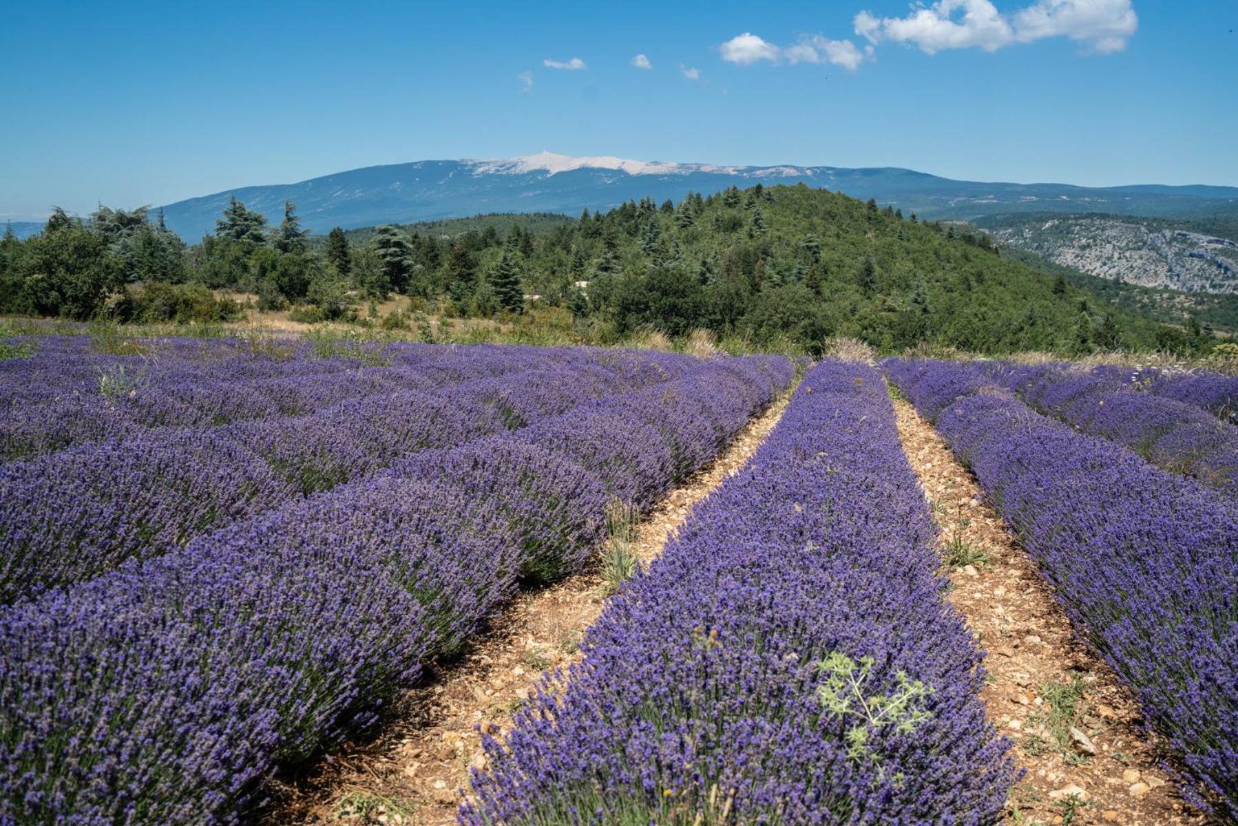 Вилла Les Terrasses De Cascavelle Blauvac Экстерьер фото